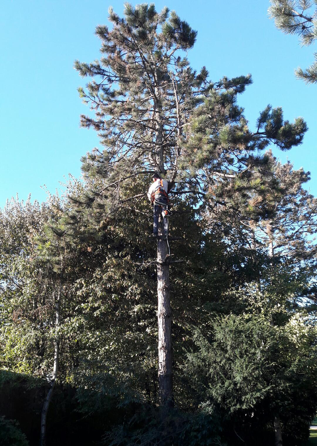 ProPaysage, spécialiste de la taille, élagage, abattage d'arbres à Chartres en et Ile de France.