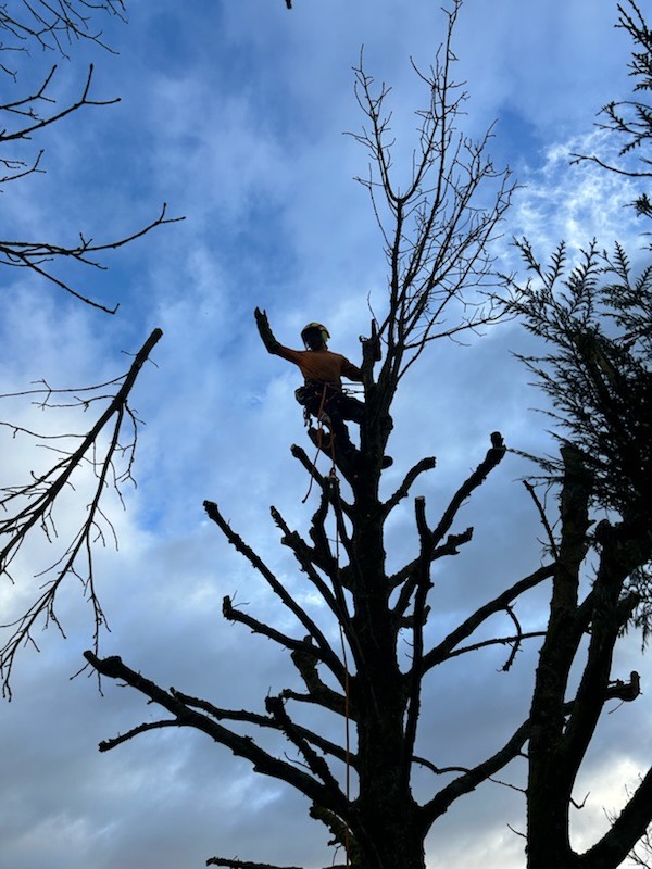 Elagage d'un arbre grande hauteur à Chartres - ProPaysage